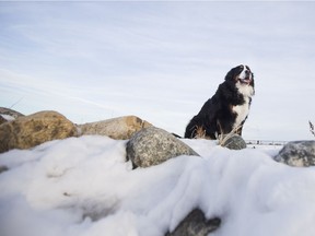 (BEST PHOTO) SASKATOON,SK--NOVEMBER 26 2017-1125-DOS-DOGS OF SASKATOON- Bentley the dog walks through Briarwood dog park in Saskatoon, SK on Saturday, November 25, 2017. (Saskatoon StarPhoenix/Kayle Neis)