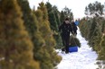 Leo Johnston pulls their Christmas tree back to the truck at the Mason Tree Farm in Saskatchewan on November 25, 2017. (Michelle Berg / Saskatoon StarPhoenix)