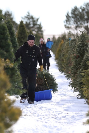 Leo Johnston pulls their Christmas tree back to the truck at the Mason Tree Farm in Saskatchewan on November 25, 2017. (Michelle Berg / Saskatoon StarPhoenix)