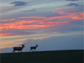 The Nature Conservancy of Canada (NCC) announced a new conservation project in Saskatchewan — a 65-hectare (160-acre) property near the town of Dundurn for permanent conservation. The property is a 30-minute drive from Saskatoon. (photo by Mike Dembeck)