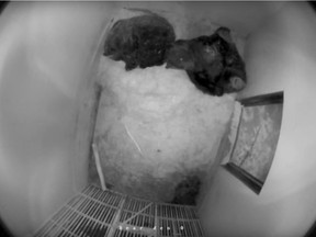 From an overhead camera, Mistaya (left) and Koda are seen beginning their winter of hibernation at the Saskatoon Forestry Farm Park and Zoo. (Photo Supplied)