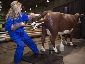 Brandi Bakken, pre-veterinary student at the University of Regina, demonstrates how to birth a calf using a new cattle birthing simulator at the Canadian Western Agribition in Regina.