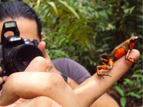 Andrés Posso-Terranova's quest was to find evolutionary secrets of Colombian dart frogs. (photo by José Andrés) (for Saskatoon StarPhoenix Young Innovators series, November 2017)