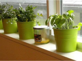 Herbs liven up a windowsill (Nook Blue photo)
