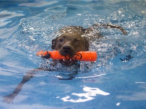 Alyssa Sutton's pitbull mix Ruger loves going for swims at Waterpaws indoor dog pool.