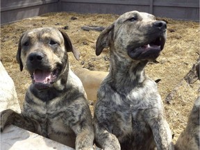 Two mastiffs at Mark Fischer's Serpentine Mastiffs near Endeavour, Sask. Fischer is charged with failing to provide adequate food, water, shelter and care for his dogs. (Supplied photo Serpentine Mastiffs website)