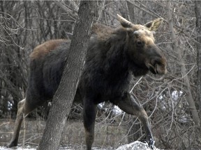A bull moose