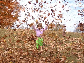 Leaves aren't just for playing in. (Matthew Sullivan photo)