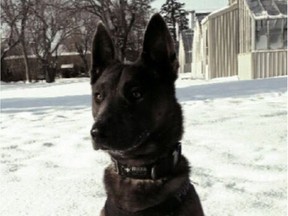 Saskatoon police service dog Rush. Saskatoon Police Service