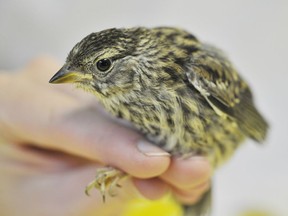 The effects of two popular insecticides on songbirds were studied by two researchers at the U of S.