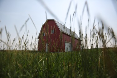 Starting in late November, Bob Mason and Cora Greer open their choose-and-cut Christmas tree farm, run out of their red barn, to customers.