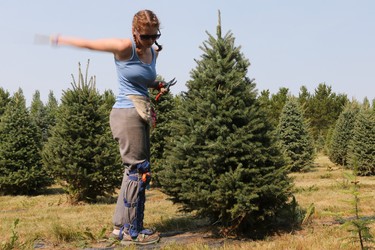 Kaity Taylor shears a Christmas tree on the Mason Family Farm in July.