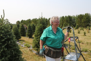 Cora Greer works in a field of Christmas trees in July at Mason Tree Farm near Kenaston.