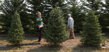 Jade Peters and Bob Mason shape Christmas trees at Mason Tree Farm near Kenaston in July.