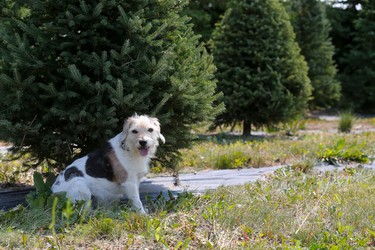 Cora Greer and Bob Mason's dog Kayser finds some shade at Mason Tree Farm in July.