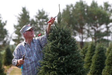 Bob Mason trims a tree on his Christmas tree farm in July.