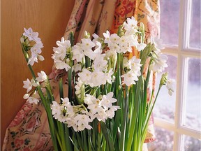 Paperwhite Ziva. (Handout/Netherlands Flower Bulb Information Center)