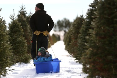 Leo Johnston pulls his son Jermaine in a sled as they search for the perfect Christmas tree at Mason Tree Farm.