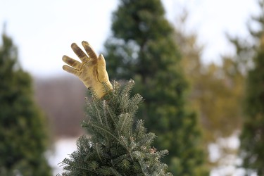 The Johnston and Allen families claim their tree at Mason Tree Farm by placing a glove on top like a star.