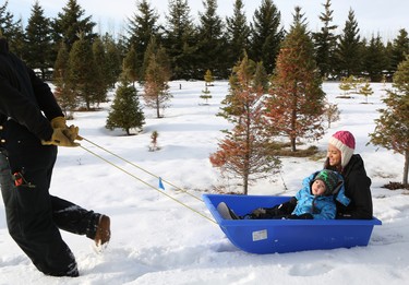 Leo Johnston pulls his wife Marissa and their son Jermaine in a sled as they search for the perfect Christmas tree at Mason Tree Farm.