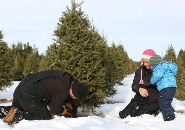 Leo Johnston cuts down a Christmas tree while wife Marissa and  son Jermaine watch at Mason Tree Farm near Kenaston.