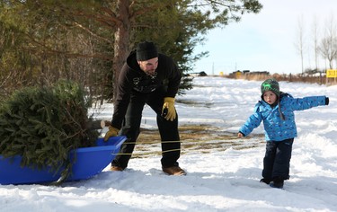 Jermaine Johnston pulls a Christmas tree back to his family's truck with help from his dad Leo Johnston at Mason Tree Farm.