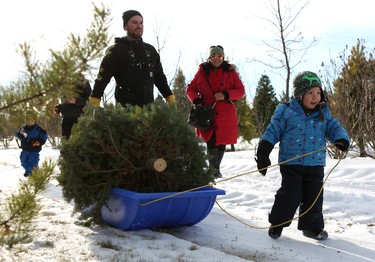 The Johnston and Allen families walk back to their vehicles after chopping down trees at Mason Tree Farm near Kenaston.