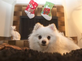 Kaiser the Pomeranian relaxes in front of the fireplace at the home of his human Jennifer Cvek.