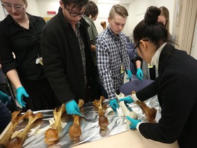 Twelve Students from Sundre High School, Sundre, Alta. who are investigating the structural differences of polar bear humerus bones from 1960, 1961 to 1975, and 2000 to the present in the Beamlines research program, along with two teachers and a science advisor from the Alberta department of education, at the Canadian Light Source in Saskatoon on December 11, 2017.