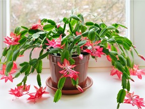 Christmas cactus (Schlumbergera)