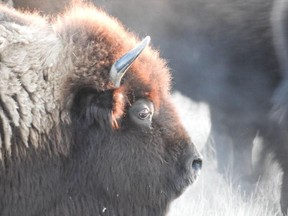 On Dec. 6, bison were rounded up and GPS collars placed on them at Old Man on His Back for a Nature Conservancy of Canada research project to study grazing habits of bison and cattle.