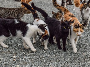 A new study on cat overpopulation in Canada says more of the pets are being sterilized to reduce unwanted litters, but there are still more cats than people willing to give them homes.