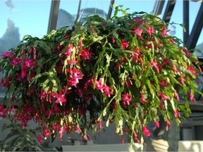 Christmas cactus is an ideal hanging plant, with its naturally pendant branches cascading gracefully over the pot rim. (Sara Gies photo)