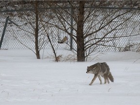 About one-quarter of wild dogs in North America are infected with Echinococcus multilocularis. Pet dogs exposed to infected coyote feces can become infected and possibly infect their owners as well.