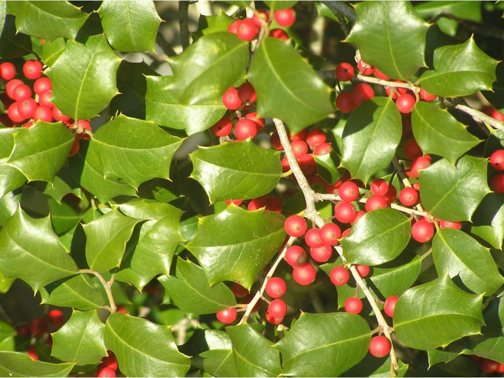 The Folklore of Christmas Holly - The Flower Writer