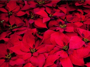 Poinsettias (Tony Hisgett photo)