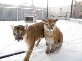 Cougars at the Saskatoon Forestry farm on Saturday, January 9th, 2016.