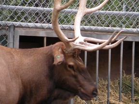 Winston, a popular elk at the Saskatoon Forestry Farm Park and Zoo, was euthanized on Dec. 12, 2017, after being injured by another elk in the herd. Photo supplied.