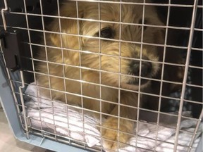 An organized dog rescue removed close to 100 animals from the Lac La Ronge Indian Band and its surrounding communities in early January.