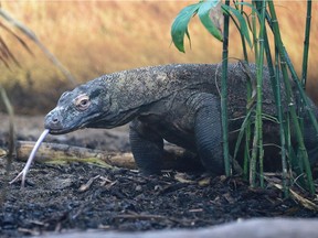 Shruikan, one of two Komodo dragons at the Saskatoon Forestry Farm Park and Zoo, walks around his enclosure two weeks before his return back to the Calgary Zoo in Saskatoon, SK on January 25, 2018.