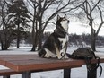 Henk enjoys exploring downtown Saskatoon with his human Dave Keegan.