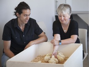 Carlos Ochoa (left) and Fiona Buchanan have found use of crawling critters to get rid of salvage wheat. (Christina Weese for the University of Saskatchewan)