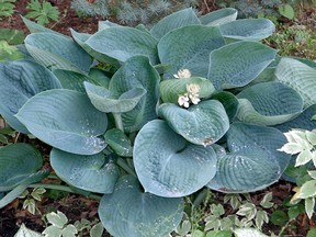 'Abiqua Drinking Gourd' is a 'slug-resistant' blue hosta. (Image courtesy Paul Henjum) (for Saskatoon StarPhoenix Bridges gardening column, Jan. 26, 2018)