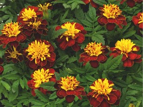 Marigold Super Hero™ Spry, one of six of non-profit organization All-America Selections annual flower winners. (All-America Selections photo)