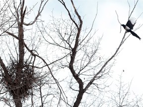 Birds are busy building nests in preparation for spring in Saskatoon on February 26, 2018.