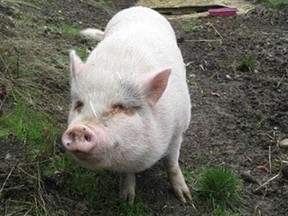 Molly the pot bellied pig that was adoption from The SPCA at a Vancouver Island branch was later butchered by its new owner. Credit: Facebook