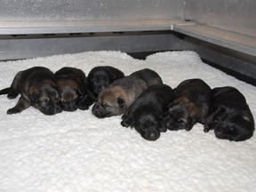 Puppies five through 11 of German shepherd puppies born at the RCMP Police Dog Service Training Centre in Innisfail, Alta. this year.