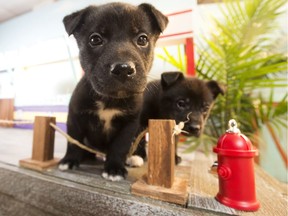 Puppies explore the set during the pilot episode of Puppy TV in Edmonton Thursday, Jan. 25, 2018.