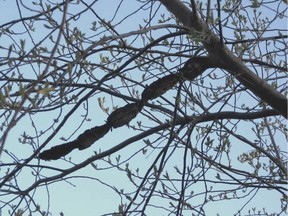 Black knot, shown here in spring, is a common disease of the Prunus tree species. (photo by Jill Thomson)