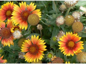 gaillardia goblin (Sara Williams) (for Saskatoon StarPhoenix Bridges gardening column, Feb. 23, 2018)